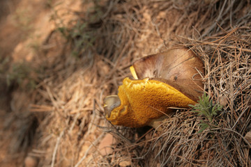 HONGO AMARILLO