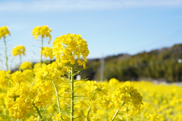 菜の花畑 奥殿陣屋