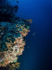 Naklejka na ściany i meble Récif coralien et Gorgones aux Maldives 