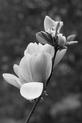 white flower of the magnolia