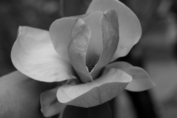 closeup of a magnolia flower