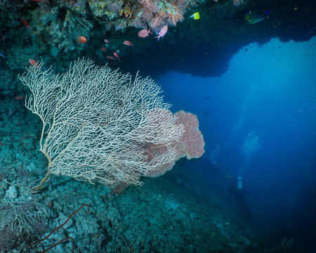 R&eacute;cif coralien et Gorgones aux Maldives 