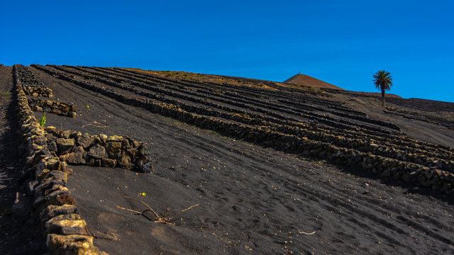 plantaci&oacute;n parras con piedras volc&aacute;nicas y palmera 