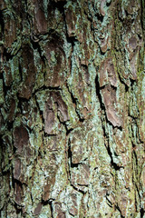 Close up section of textured loblolly pine tree back covered in green lichen