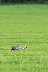 Crane on meadow