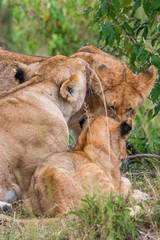 Lion cuddling with each other