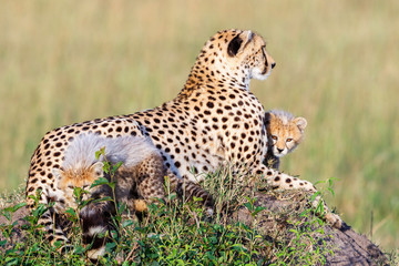 Cheetah family on a hill