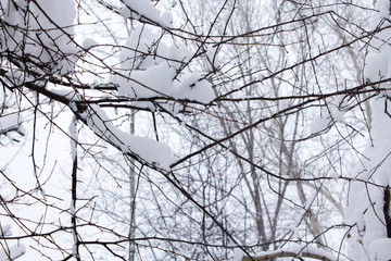 Winter branches of trees in hoarfrost on background snow and white sky