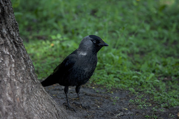 black crow on the fence