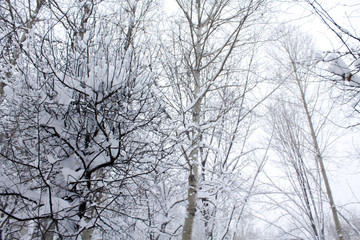 thick sticky snow resting on branches of trees. view from the bottom up. Winter background.