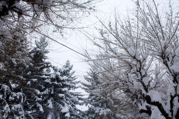 White sky with tree branches and Christmas trees. Snow background.