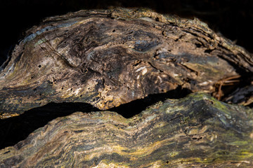 Cross section of cut wood tree trunks in forest with deep background, abstract, art