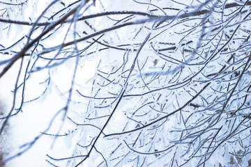 Icicles on the iced over branches of a tree