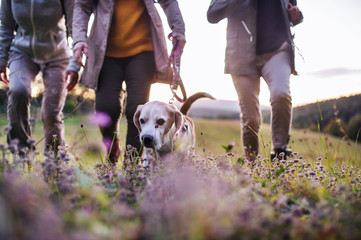 Senior women friends with dog on walk outdoors in nature, midsection.
