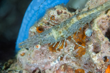 Obraz na płótnie Canvas Close-up photo of prawn (Heteropenaeus sp) on a coral near anemone. Underwater photography, Philippines.