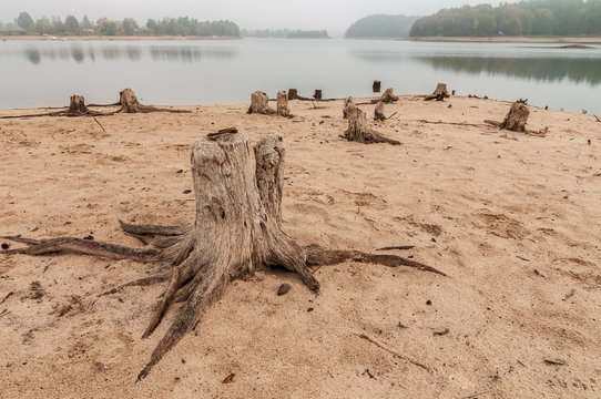 Dead tree trunks on the shore.