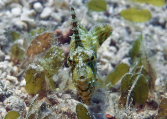 Bristle-tail filefish perfectly camouflaged with corals and seagrass. Philippines.