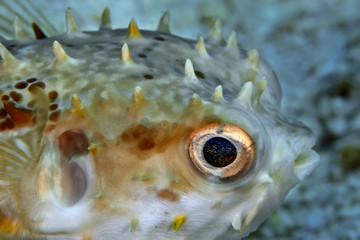 Close - up of the eye of the white spotted puffer (Arothron hispidus). © Alexei Alekhin