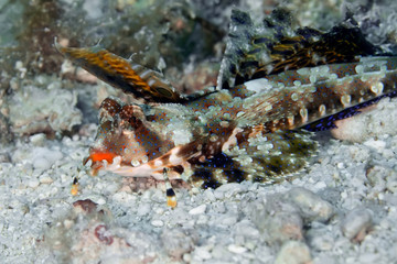 Obraz na płótnie Canvas Walkman (scorpion fish) lying on the sand waiting for prey. Underwater macro photography