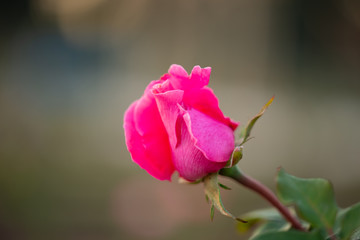 Fototapeta premium Colorful, beautiful, delicate pink rose in the garden, Beautiful pink roses garden in Islamabad city, Pakistan.