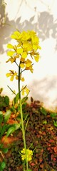yellow flowers on a background of white wall