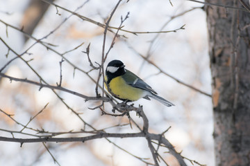 Cute bird tit sitting on  branch