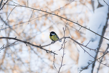 Cute bird tit sitting on  branch