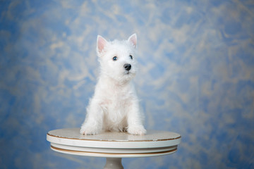 Puppy West Highland White Terrier dog