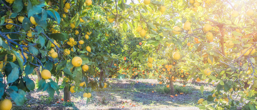Ripe lemons hanging on a tree
