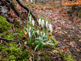 Galanthus nivalis, snowdrop with dew drops