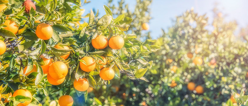 Orange Trees Plantations