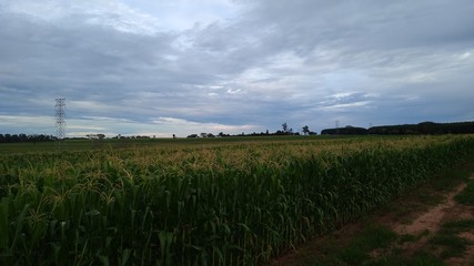 Fototapeta premium landscape with wheat field and blue sky