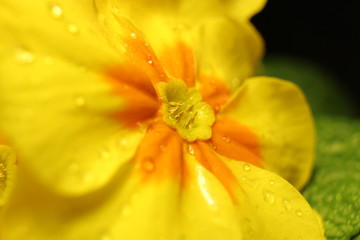Makro Primula Vulgaris Primeln