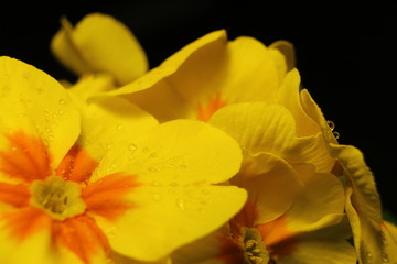 Makro Primula Vulgaris Primeln