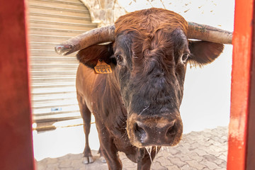 toro bravo español en fiestas populares 