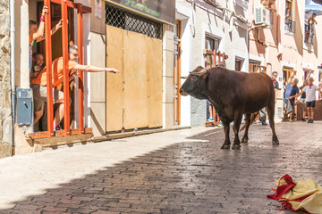 toro bravo español en fiestas populares 