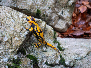 The fire salamander (Salamandra salamandra) is a European amphibian.