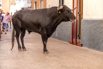 toro bravo español en fiestas populares 