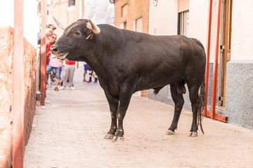 toro bravo español en fiestas populares 