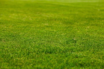 Green grass natural texture for design background