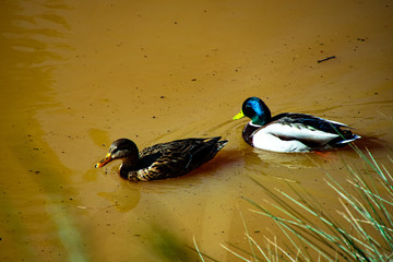 Patos en lago