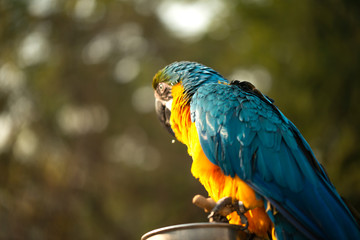 The blue and yellow macaw, Blue and gold macaw eating nut in zoo, It is a member of the large group of neotropical parrots