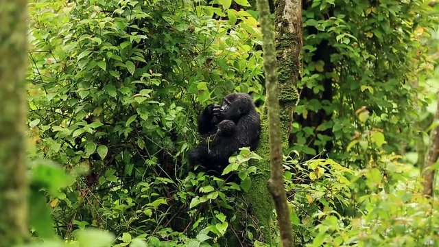 A black gorilla with a baby chewing vegetation in the wild deep in the jungle