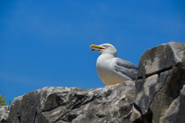 seagull on rocks, venice, italy