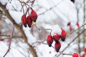 Selective focus to dried ripe red berries of medical rosehip on bush without leaves with thorns covered with snow flakes and ice crystals after snowfall with blurred background. Soft focus photo.