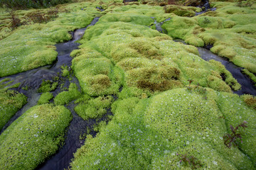 Green moss and mountain stream. Eco friendly natural background