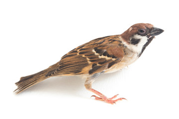 Old World sparrows are a family of small passerine birds. They are also known as true sparrows,...