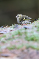 Eurasian Siskin