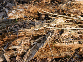 rotten tree in winter collected in the park