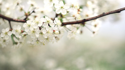 blooming cherry branch in the spring garden